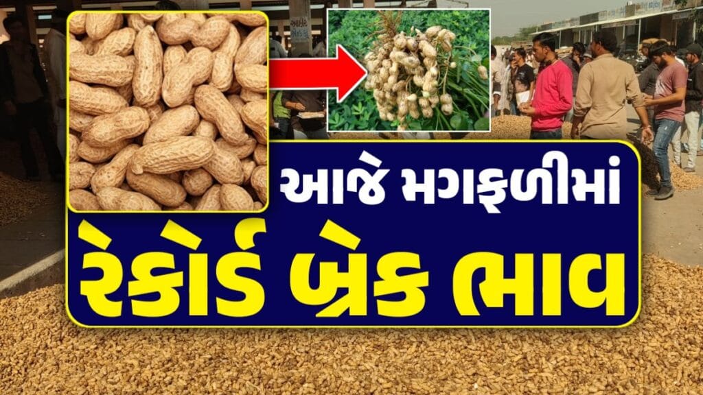 મગફળીનો વાયદો