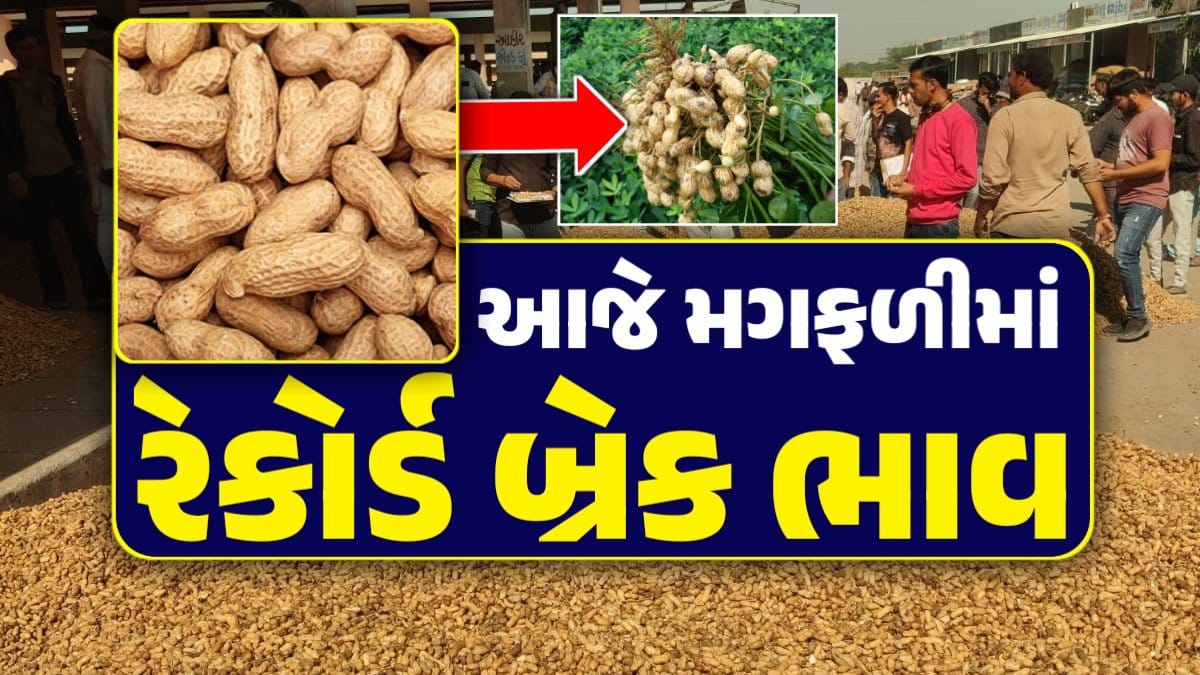 મગફળીનો વાયદો