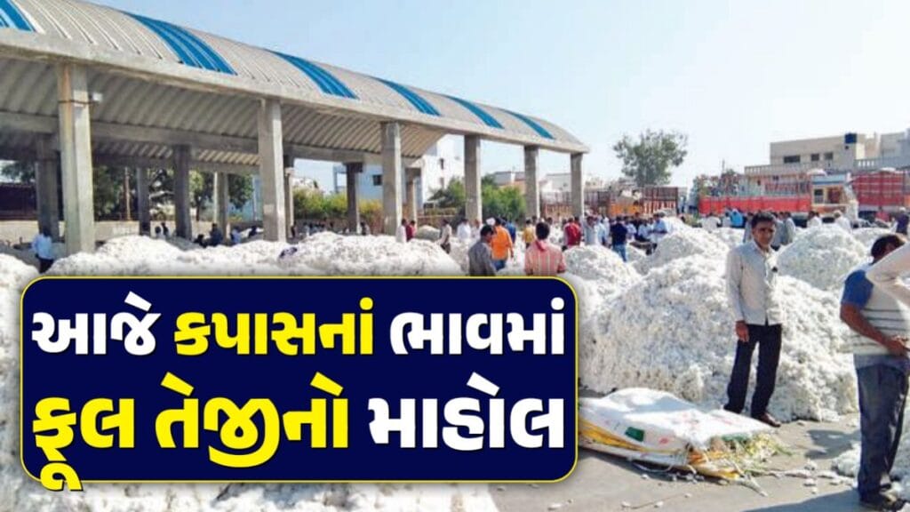 kapas price amreli