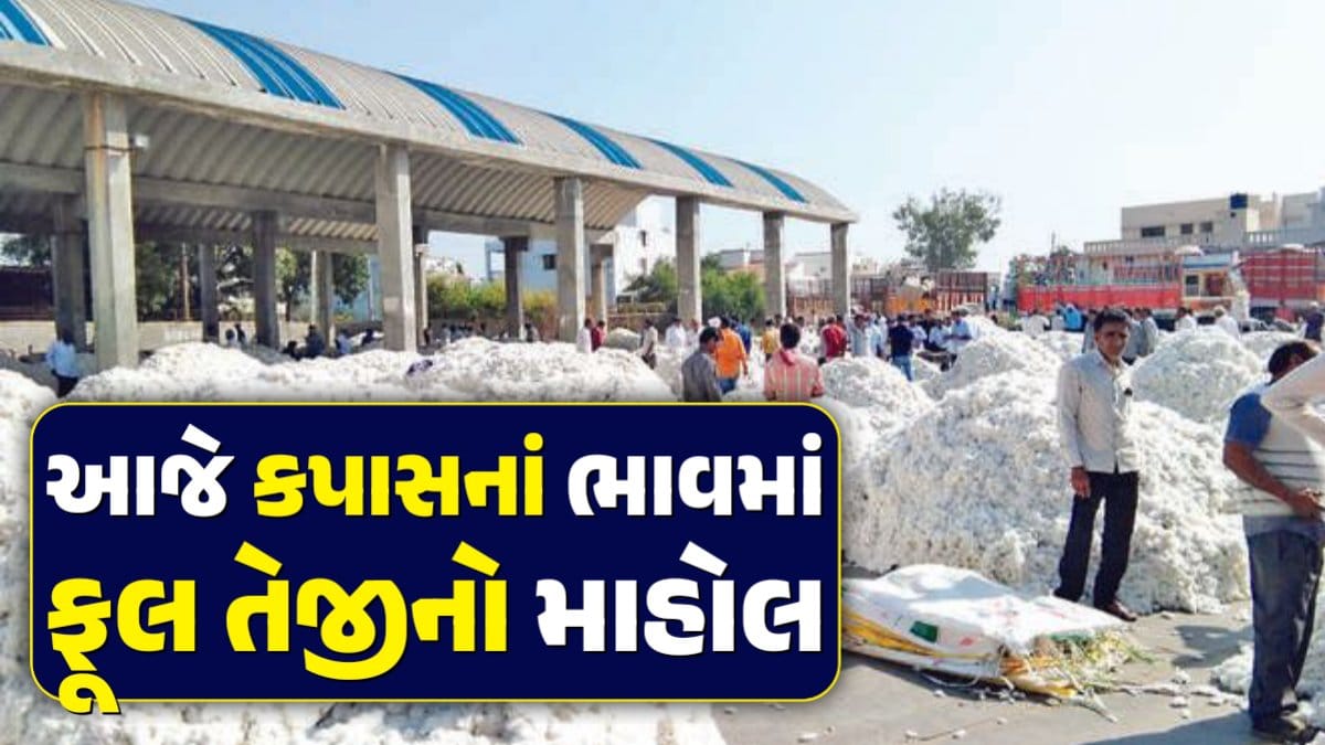 kapas price amreli