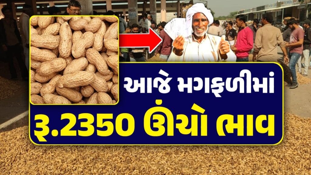 mungfali price
