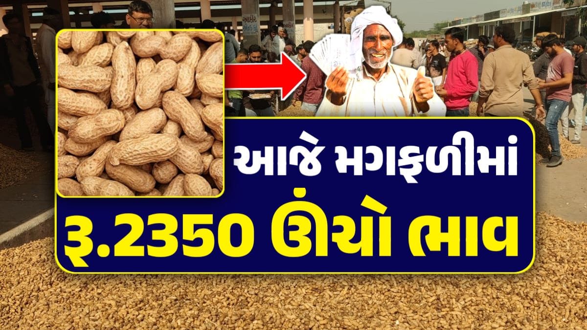 mungfali price