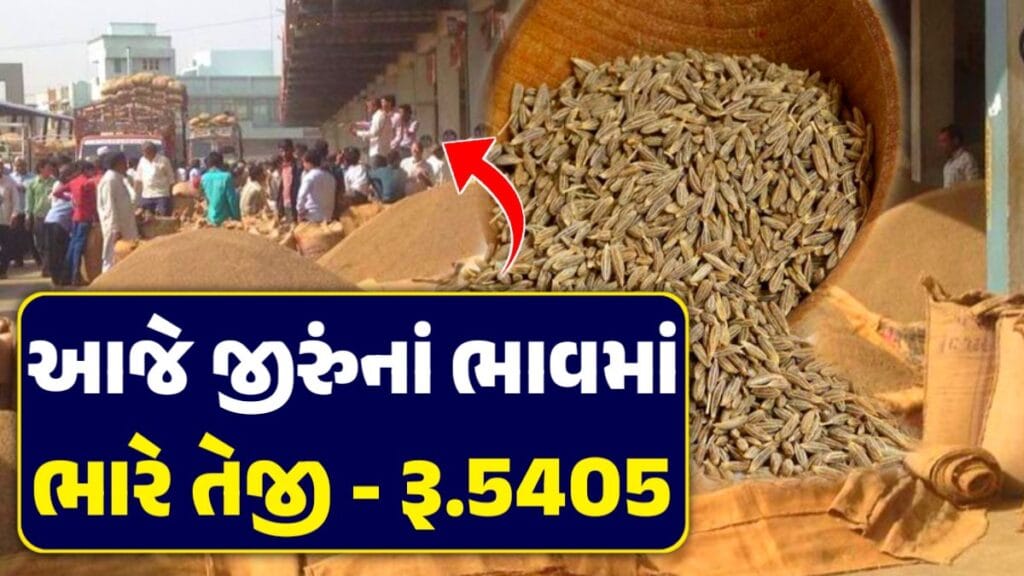 cumin price aaje