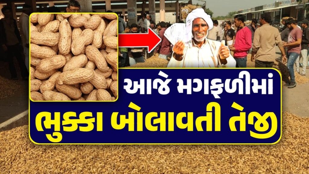 મગફળી ના ભાવ 2024