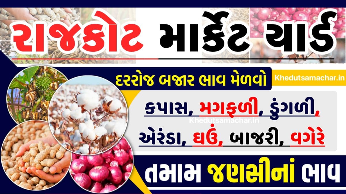 APMC Rajkot Market Yard Rajkot apmc Rajkot apmc bajar bhav Rajkot aaj na bajar bhav bajar bhav Rajkot aaj na