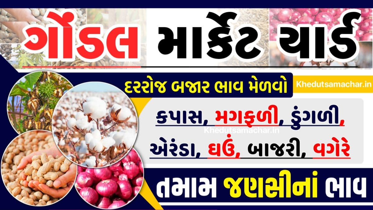 APMC Gondal Market Yard \ ગોંડલ આજના બજાર ભાવ | Gondal APMC | ગોંડલ માર્કેટ યાર્ડ | BajarBhav