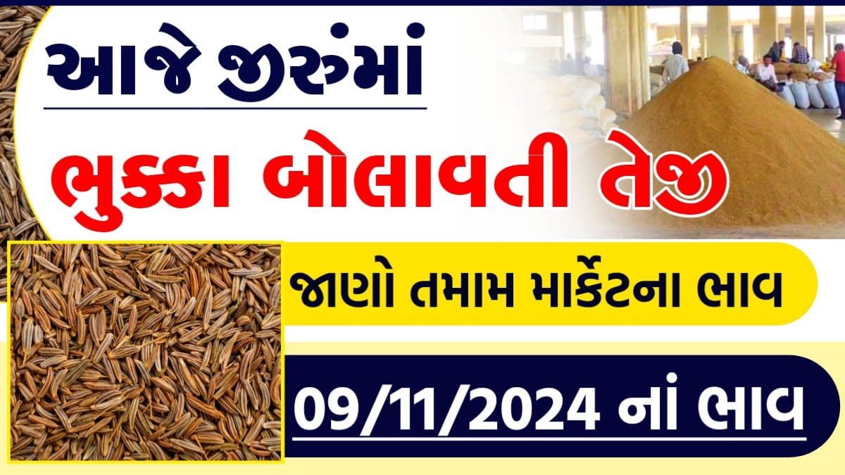 jiru price n gujarat