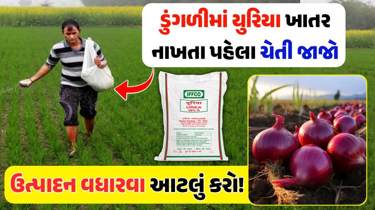 onion farming