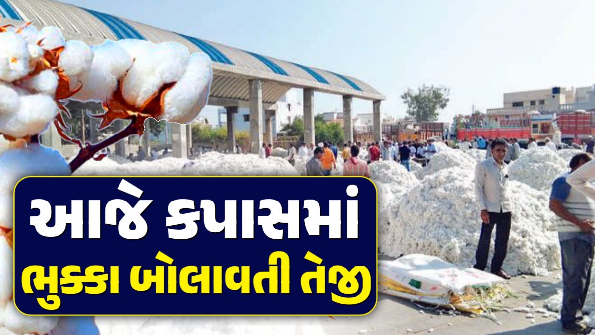 kapas bajar bhav gujarat