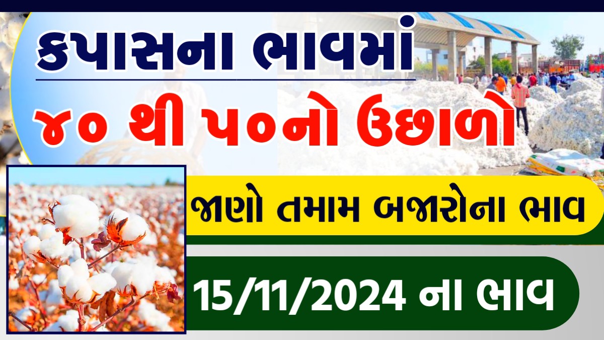 kapas na bhav amreli
