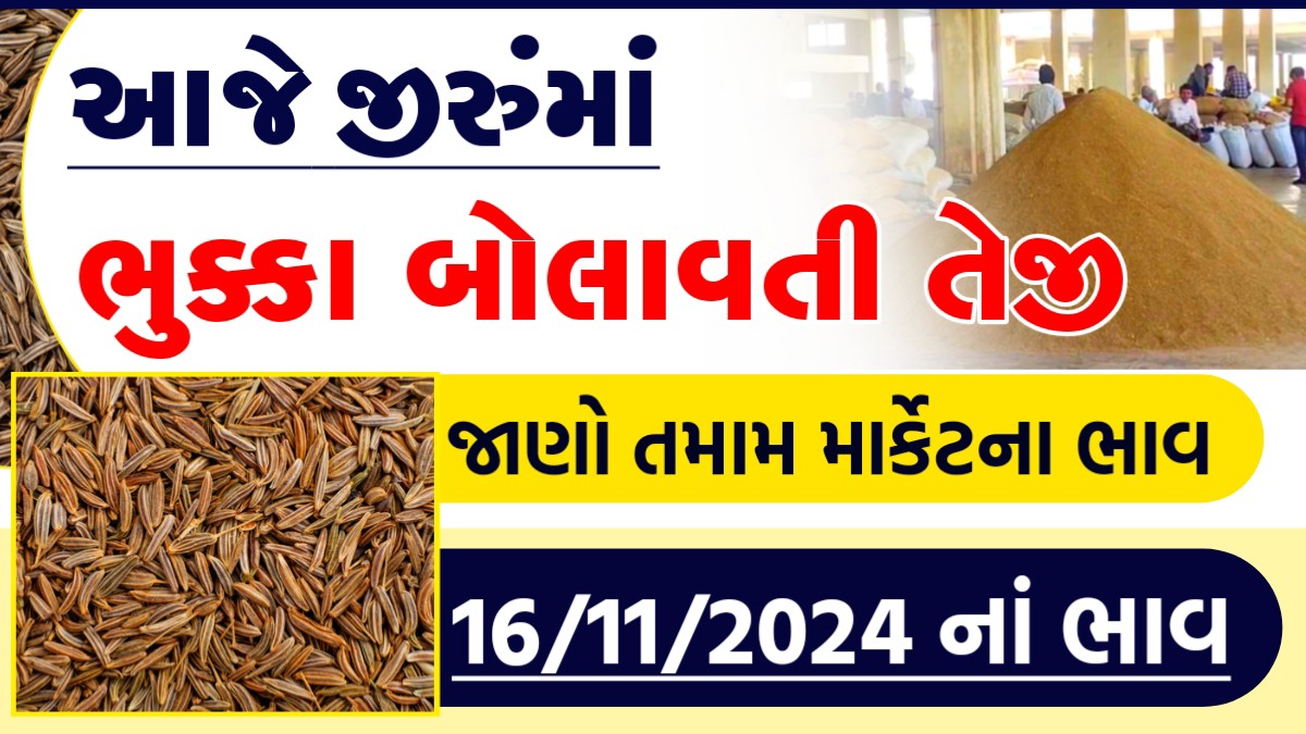cumin market price