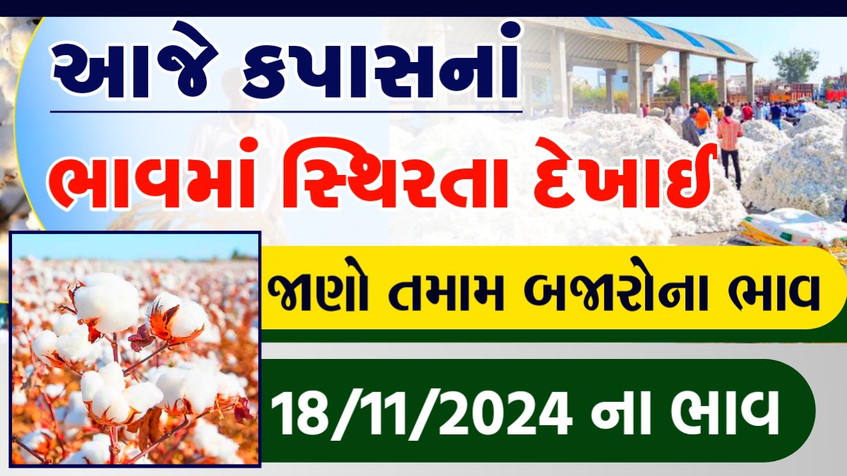 kapas na bhav jamjodhpur