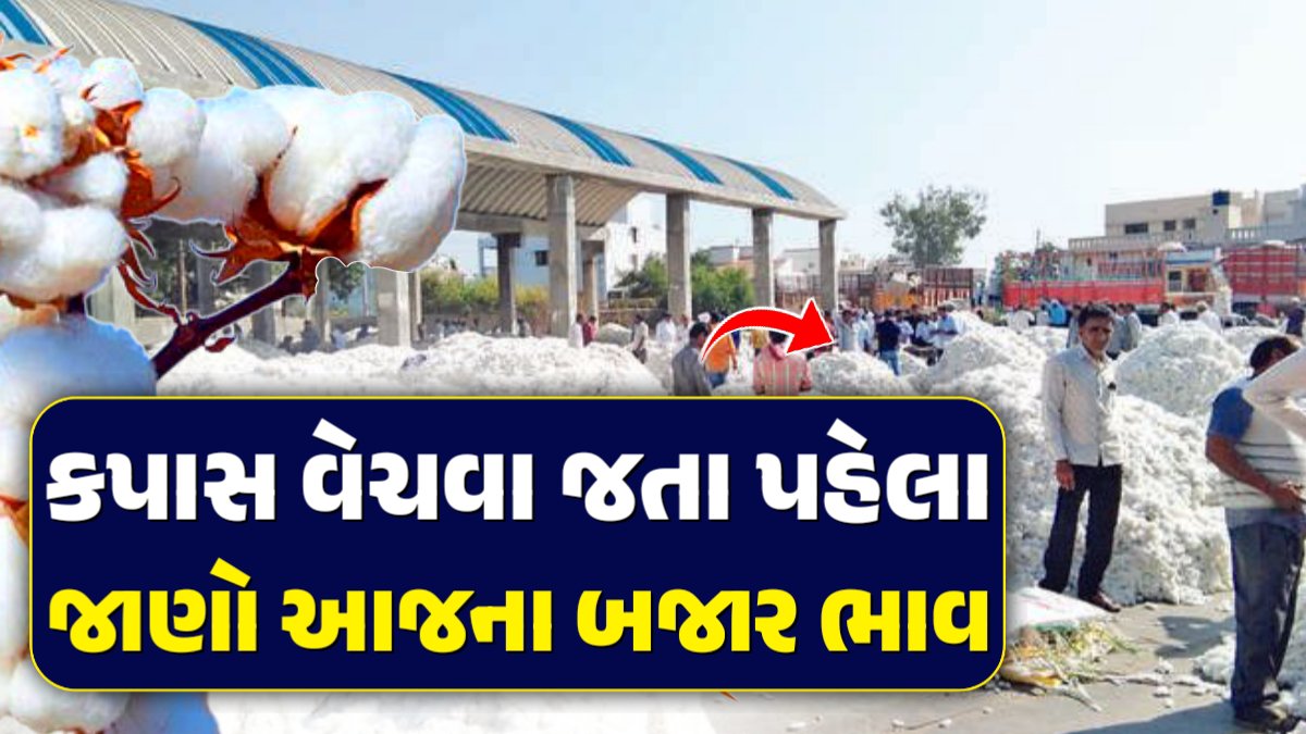 આજના કપાસ ભાવ