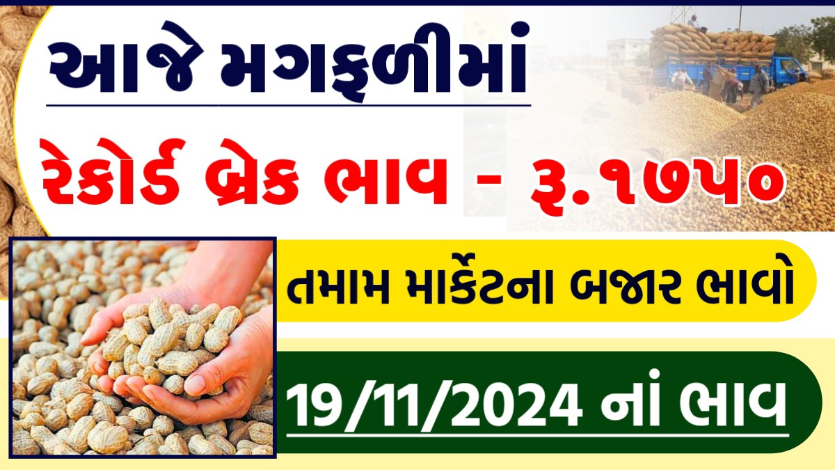 mungfali bhav 2024