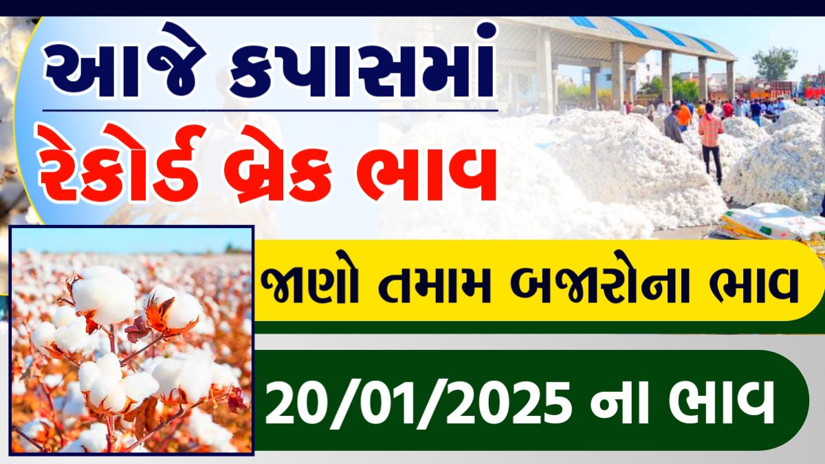 cotton bhav today